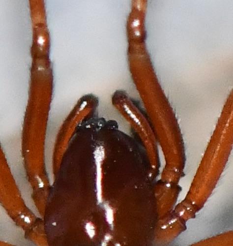 Macrargus rufus
